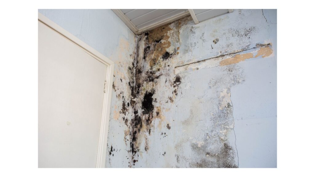 Effective Strategies to Get Rid of Mold in Your House