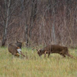 Whitetail Deer Hunts