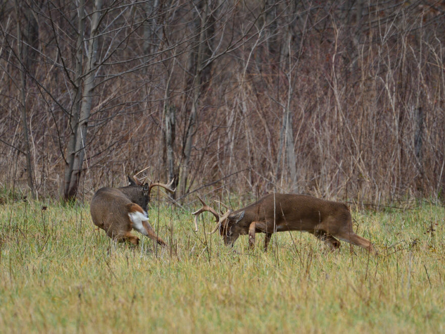 Whitetail Deer Hunts