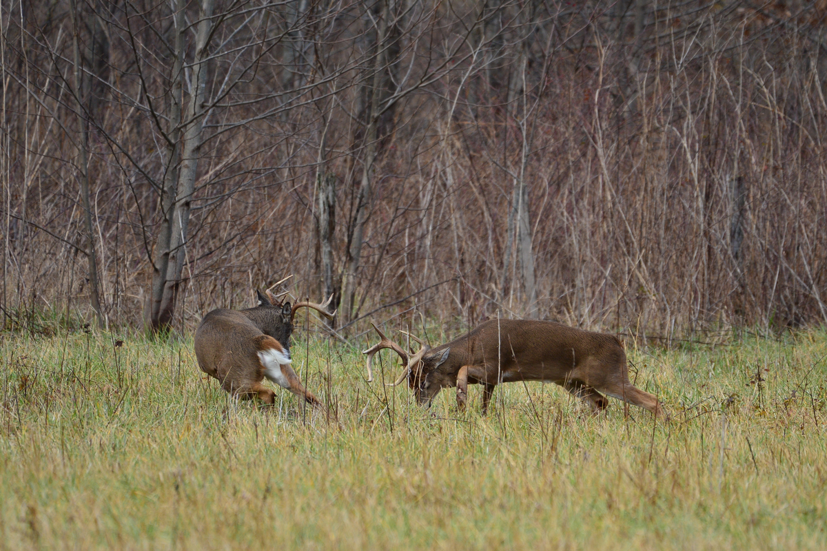 Whitetail Deer Hunts