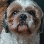 Why Shih Tzus Are Not the Worst Dogs