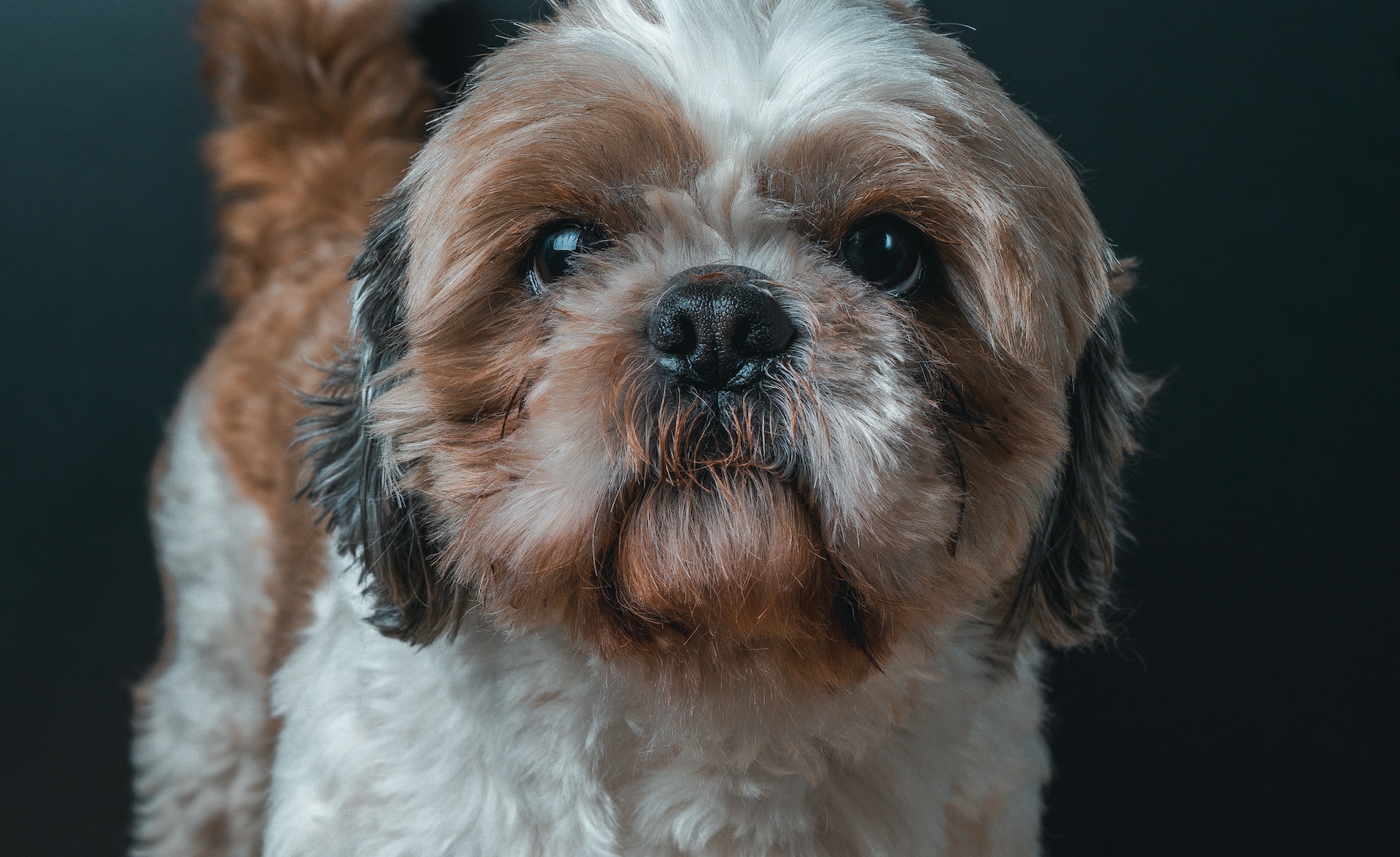 Why Shih Tzus Are Not the Worst Dogs