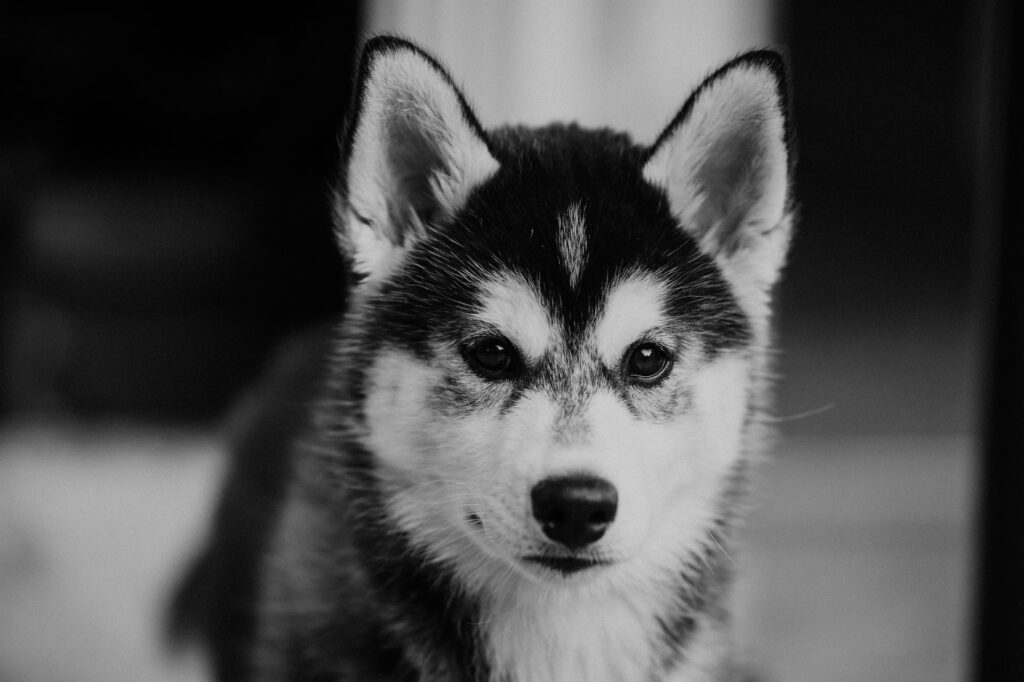 Unraveling the Secrets of the Wooly Siberian Husky Lifespan