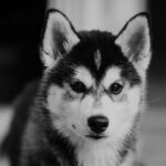 Unraveling the Secrets of the Wooly Siberian Husky Lifespan