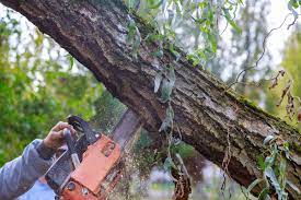 tree removal in Van Nuys