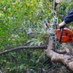 Trimming Trees for Health and Aesthetics