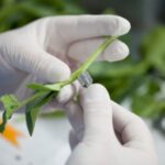 Agricultural Inoculants Market