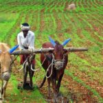 Agriculture Industry in India