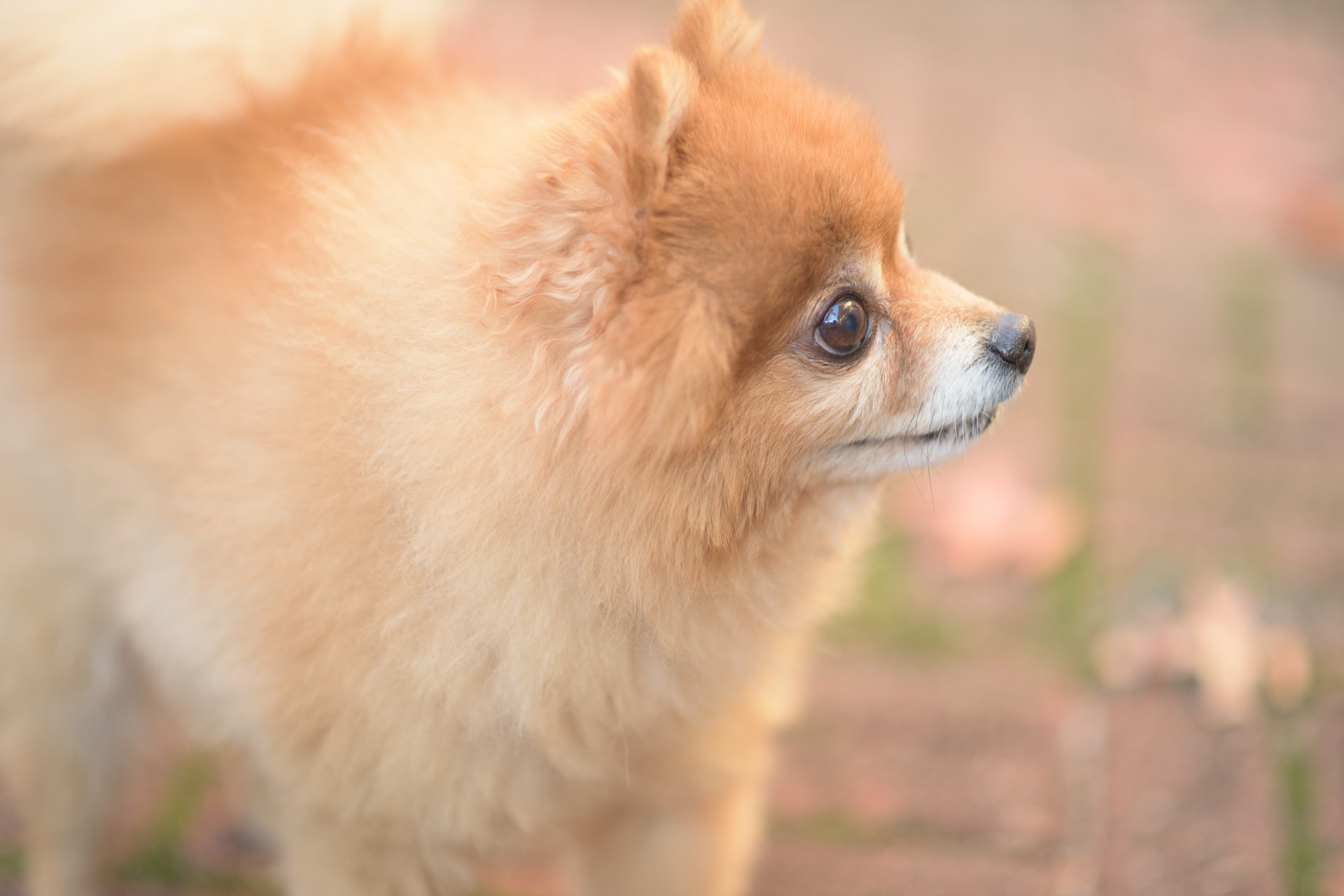 Do Pomeranians Overheat