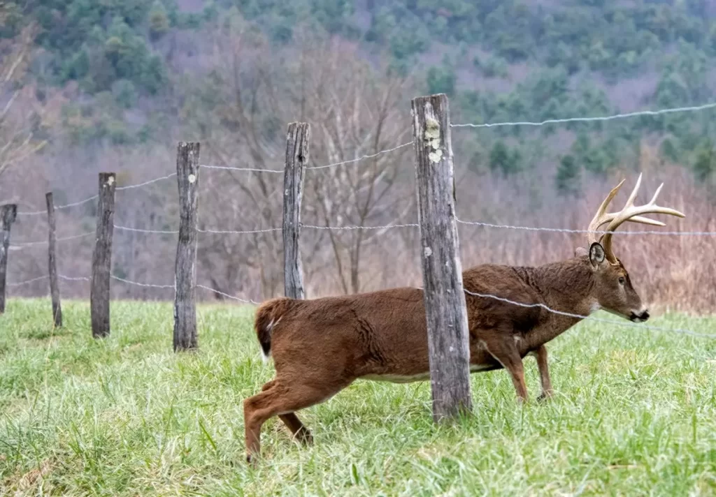 Illinois Deer Outfitters