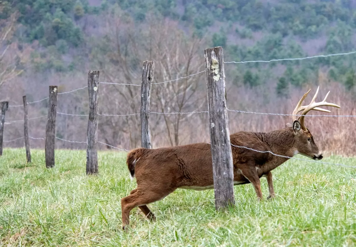 Illinois Deer Outfitters