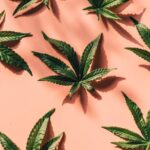 Innovative Access: The Rise of Discreet Cannabis Delivery Services