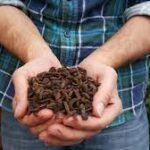 Insect Feed Market Predicted to Hit US$ 1,649.4 Million by 2028