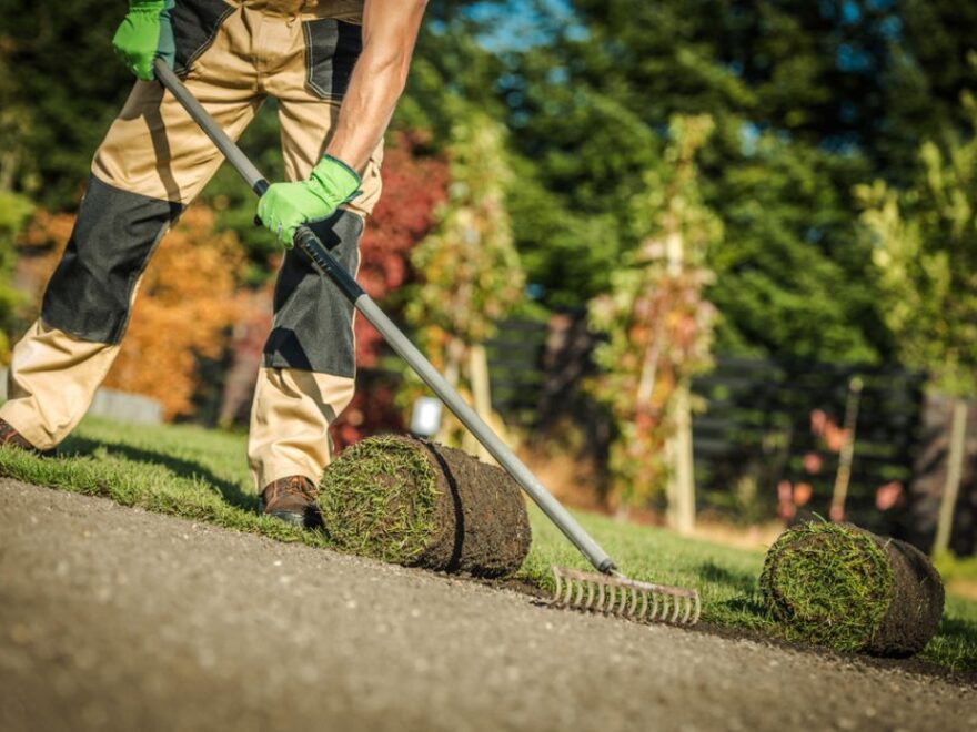 Gardening Company Worker Installing Fresh Natural Grass Turfs From Roll In Residential Garden.