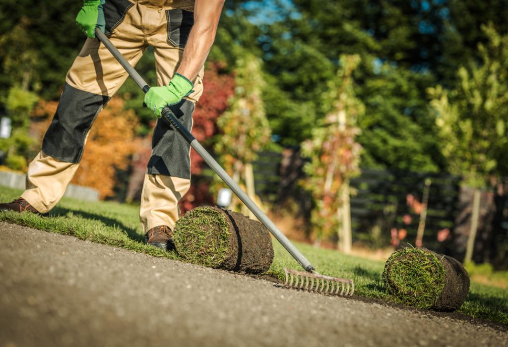 Gardening Company Worker Installing Fresh Natural Grass Turfs From Roll In Residential Garden.