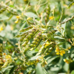 Pigeon Pea Market 2023: Industry Insight, Drivers, Trends, Global Analysis and Forecast by 2028