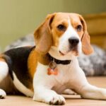 Beagle Puppies For Sale In Pune At Best Prices