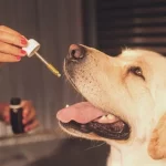 salmon-oil-for-dogs