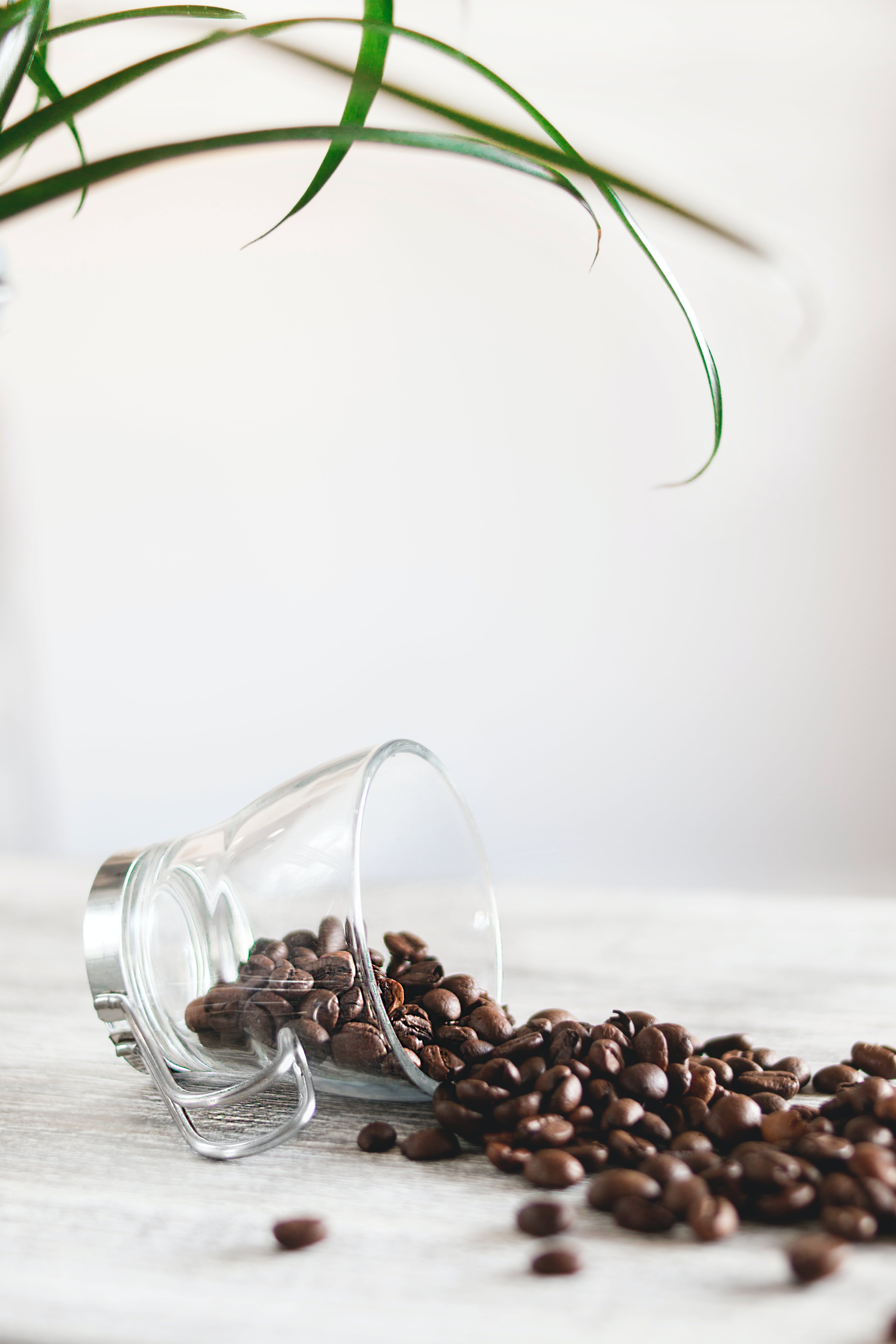 coffee beans brisbane city