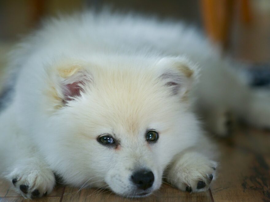 Pomeranians and Alone Time: Are Pomeranians OK alone?