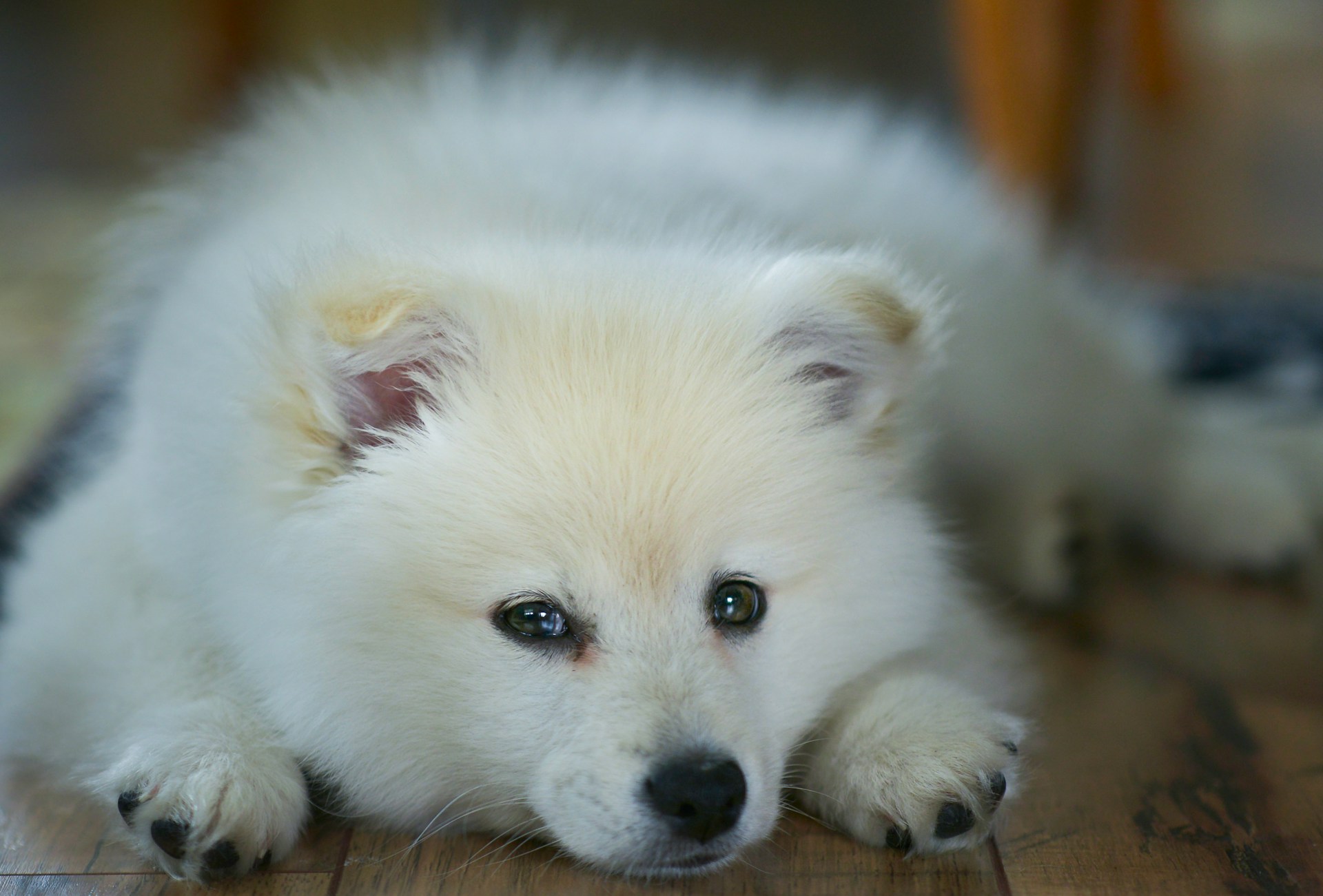 Pomeranians and Alone Time: Are Pomeranians OK alone?