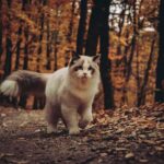 Ragdoll Cat Breed Characteristics