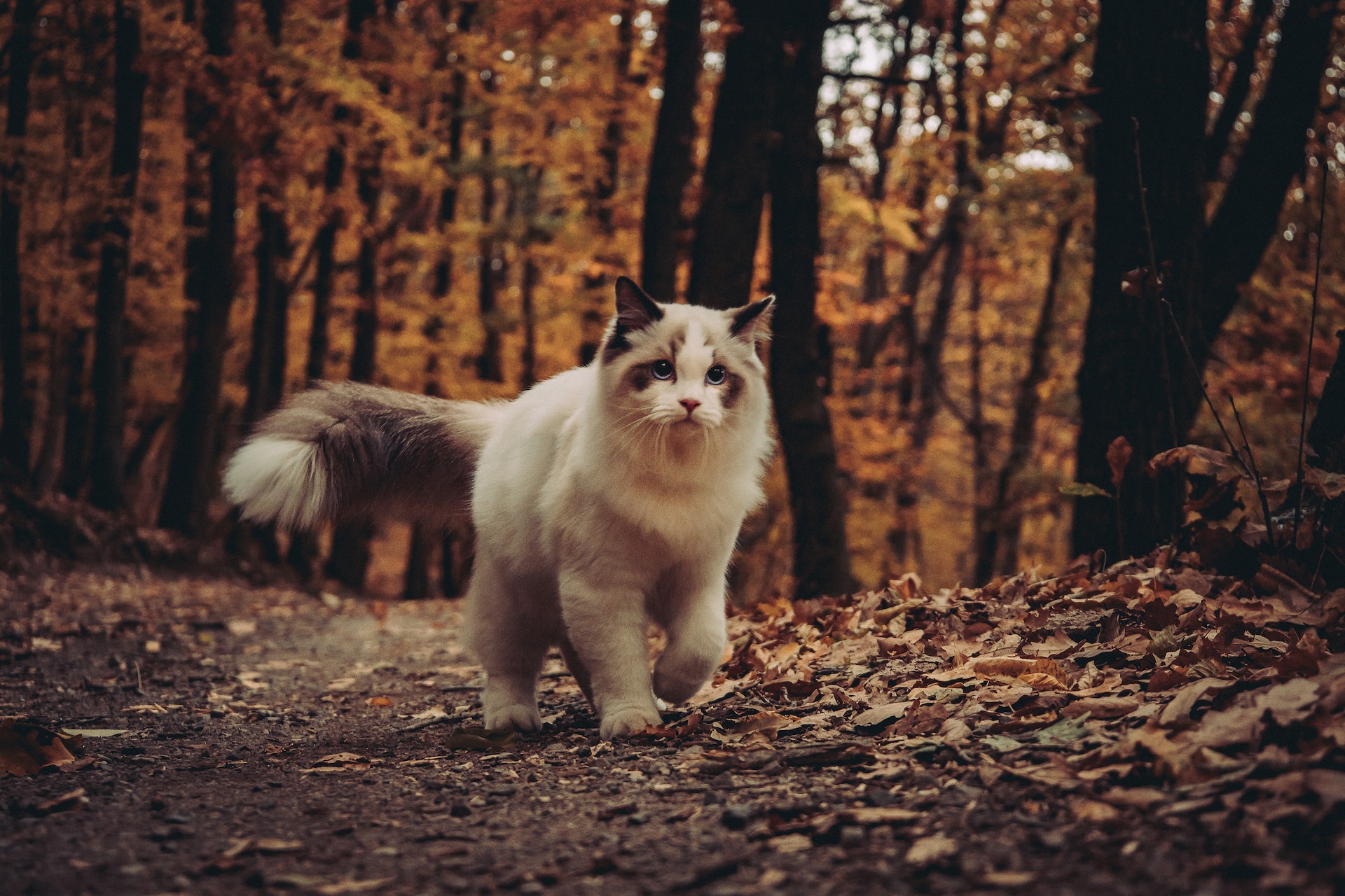 Ragdoll Cat Breed Characteristics