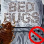 Bedbugs