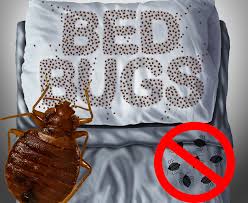 Bedbugs