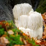 lions mane extract