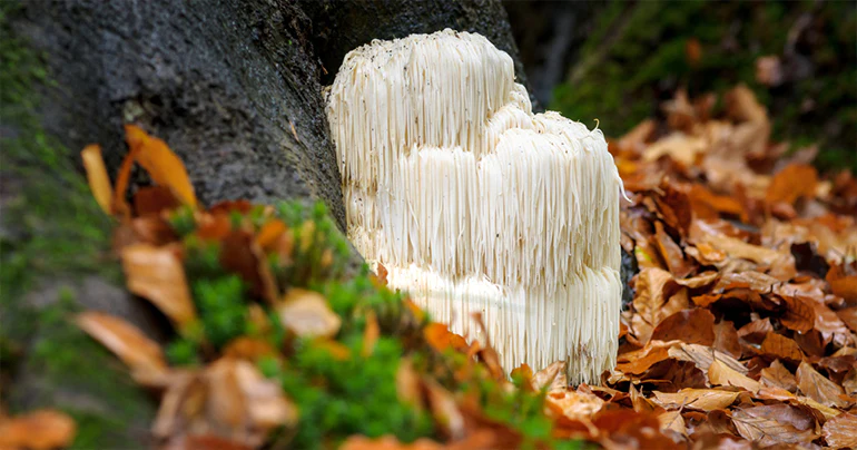 lions mane extract