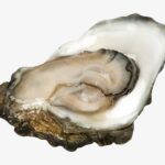 Europe Oyster Market Segments, Industry Growth, Size, Share and Forecast 2023-2028