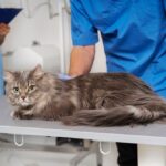 palliative care for cats