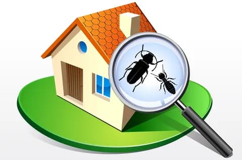 pest inspection australia