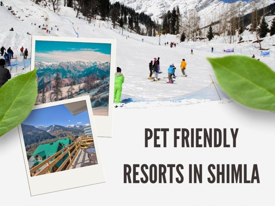 pet-friendly resorts in Shimla