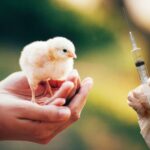 Poultry Vaccines Market