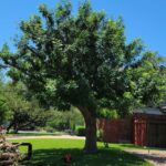 Expert Tree Pruning Services: A Journey into the Science of Tree Care!