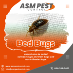 Bed bug control Burnaby