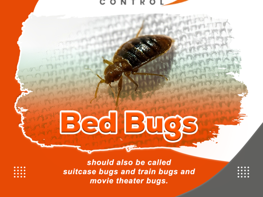 Bed bug control Burnaby