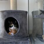 Cat Boarding in Long Beach: The Best Feline Retreats