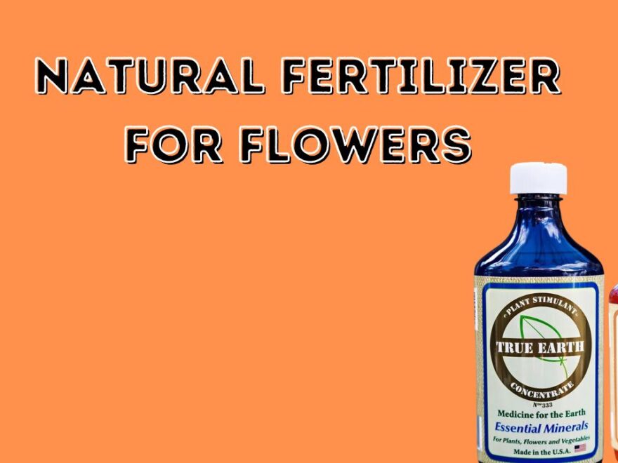 Natural Fertilizer For Flowers