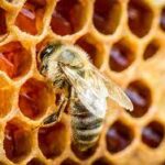 Propolis Market 2028: Industry Trends, Global Research Report, Latest Insights and Demand 2028