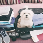 Destinations for Traveling with Your Pet Friend: Pet-Friendly Paradises