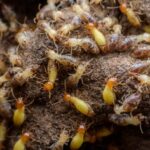 Termite Control in Sharjah