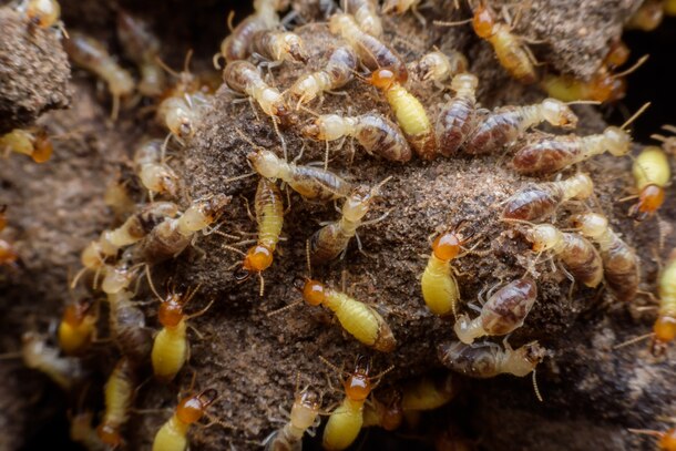 Termite Control in Sharjah