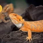 Why Is My Bearded Dragon Not Eating Crickets: Understanding the Reasons