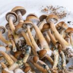 Ecuador Cubensis