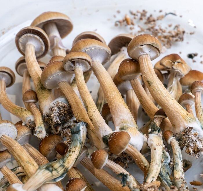 Ecuador Cubensis