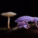 Exploring the Fascinating World of Mushrooms: A Diversity of Types