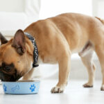 working-dog-food